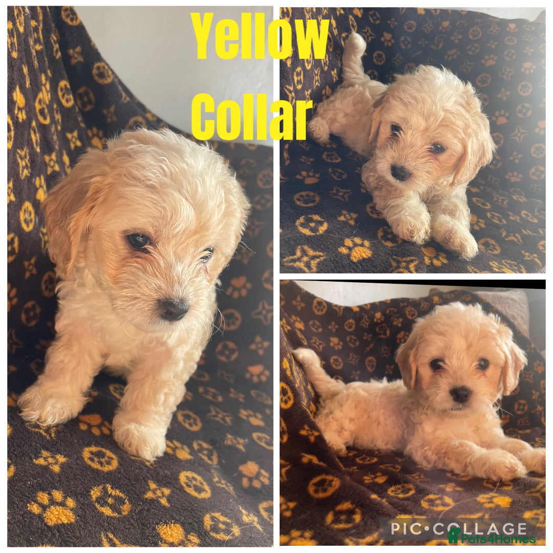 Mixed Breed dogs for sale: COTON DE TULEARS READY FOR THEIR FOREVER HOMES - Image 7