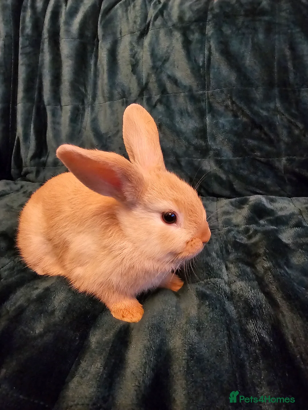 Mixed Breed rabbits for sale: 3 baby bunnies ready for their forever home - Advert 12