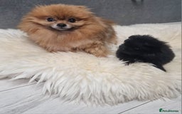 Mixed Breed dogs for sale: Maltipom  girl  - Advert 6