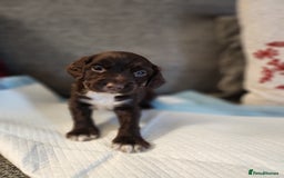 Cocker Spaniel dogs for sale: Cocker Spaniel Puppies🐕🐕 READY 30TH NOVEMBER 💙 - Advert 22