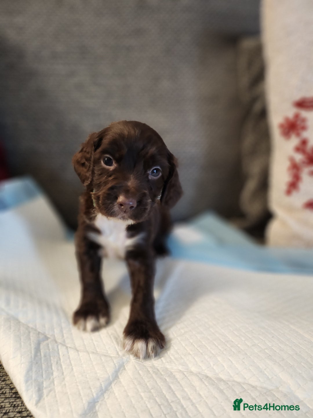 Cocker Spaniel dogs for sale: Cocker Spaniel Puppies🐕🐕 READY 30TH NOVEMBER 💙 - Advert 22