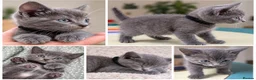 Mixed Breed cats for sale: 💕🐾Beautiful Kittens – Loving Family Home🐾💕 in Gillingham - Advert 4