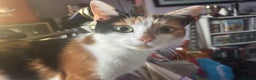 Domestic Shorthair cats for sale: Sweet Calico Girl Looking For Her Forever Home - Advert 2
