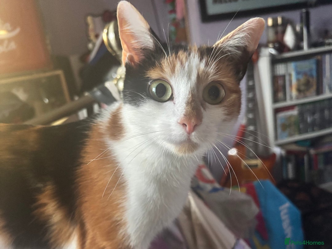 Domestic Shorthair cats for sale: Sweet Calico Girl Looking For Her Forever Home - Advert 2
