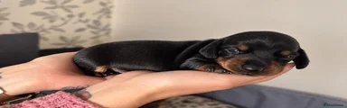 Miniature Dachshund - Blue