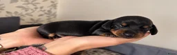 Miniature Dachshund dogs for sale: 🐾 LAST BOY LEFT - adorable miniature dachshund 🐾 - Advert 25
