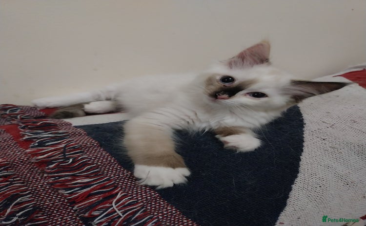 Ragdoll cats - Advert 1