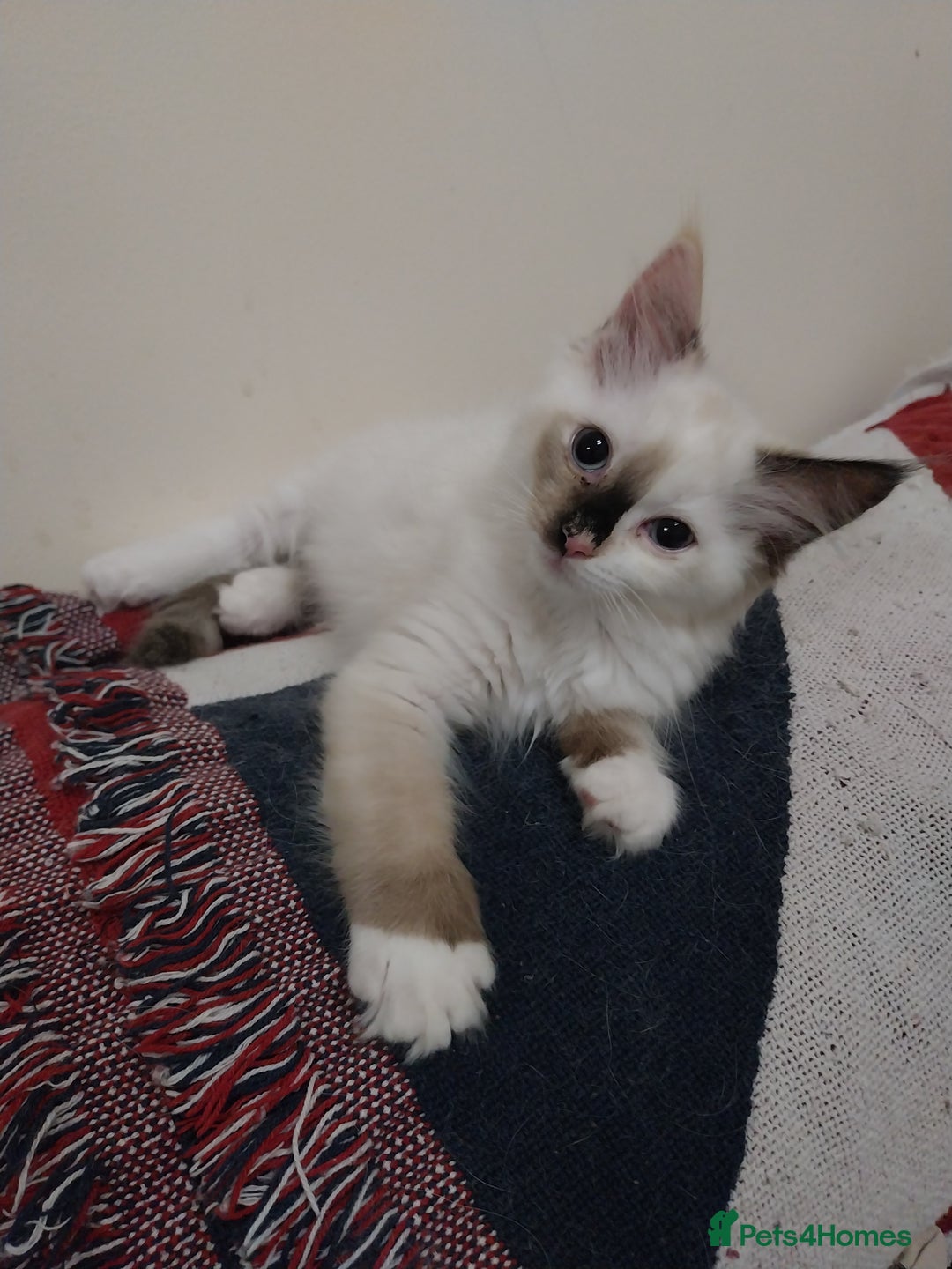 Ragdoll cats for sale: 2 Beautiful Ragdoll girls for sale - Image 1