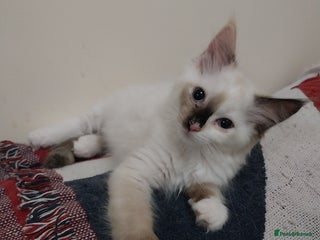 Ragdoll cats - Advert 25