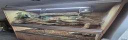 Monitor reptiles for sale: Aki monitor lizard & full set up  in Southampton - Advert 5