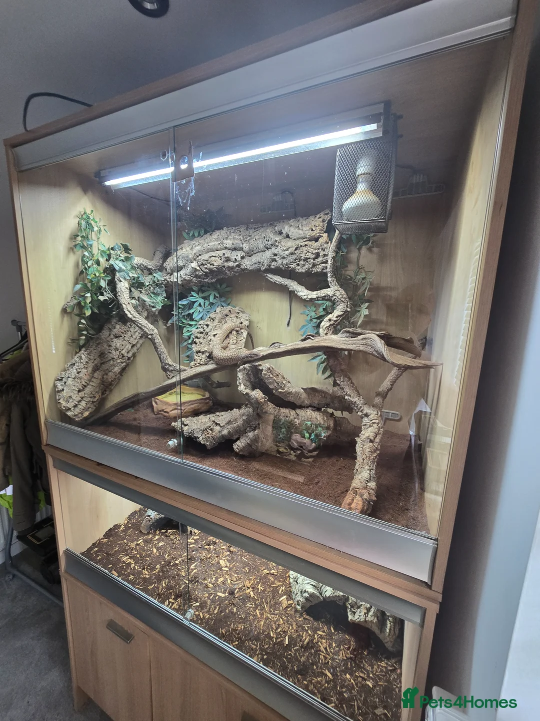 Monitor reptiles for sale: Aki monitor lizard & full set up  in Southampton - Advert 5
