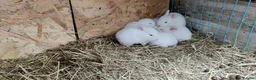 New Zealand rabbits for sale: New Zealand White Pure Bred Rabbits in Kidwelly - Advert 3
