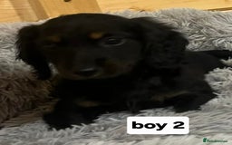Mixed Breed dogs for sale: Dashound x jack Russell pups - Advert 2
