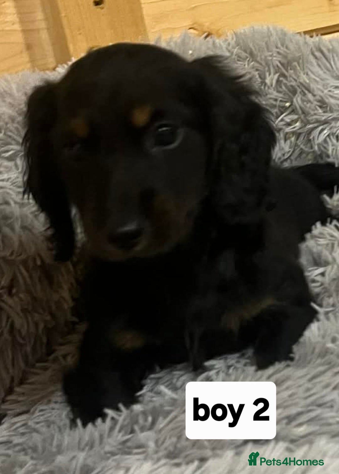 Mixed Breed dogs for sale: Dashound x jack Russell pups - Advert 2