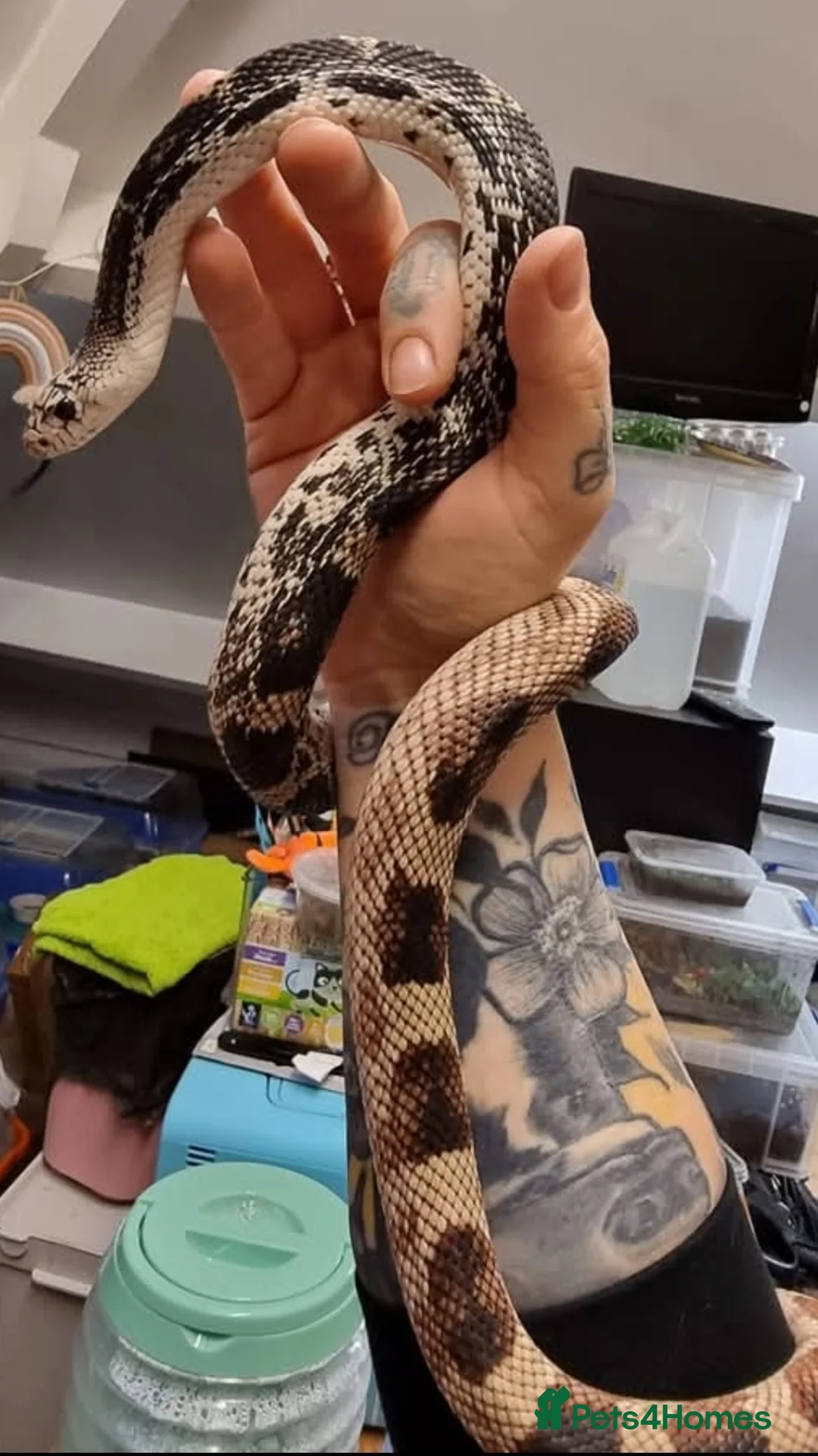 Snake reptiles for sale: Adult and baby northern pine snakes available  in Brighouse - Advert 2