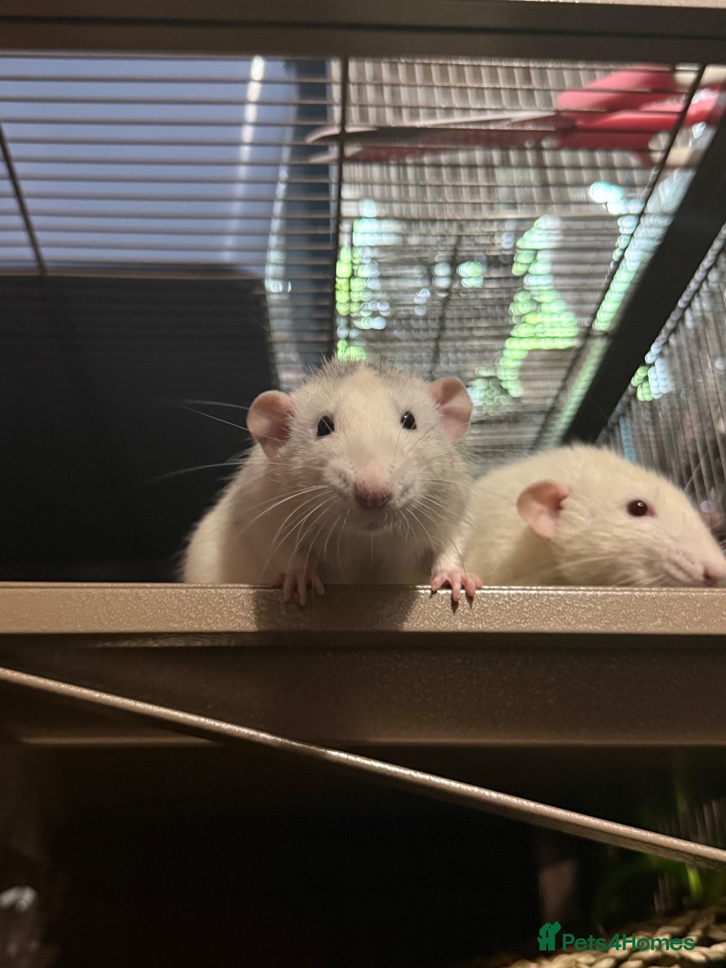 Rat rodents 3 Male Rats - Advert 5