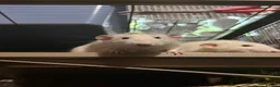 Rat rodents for sale: 3 Male Rats - Advert 1