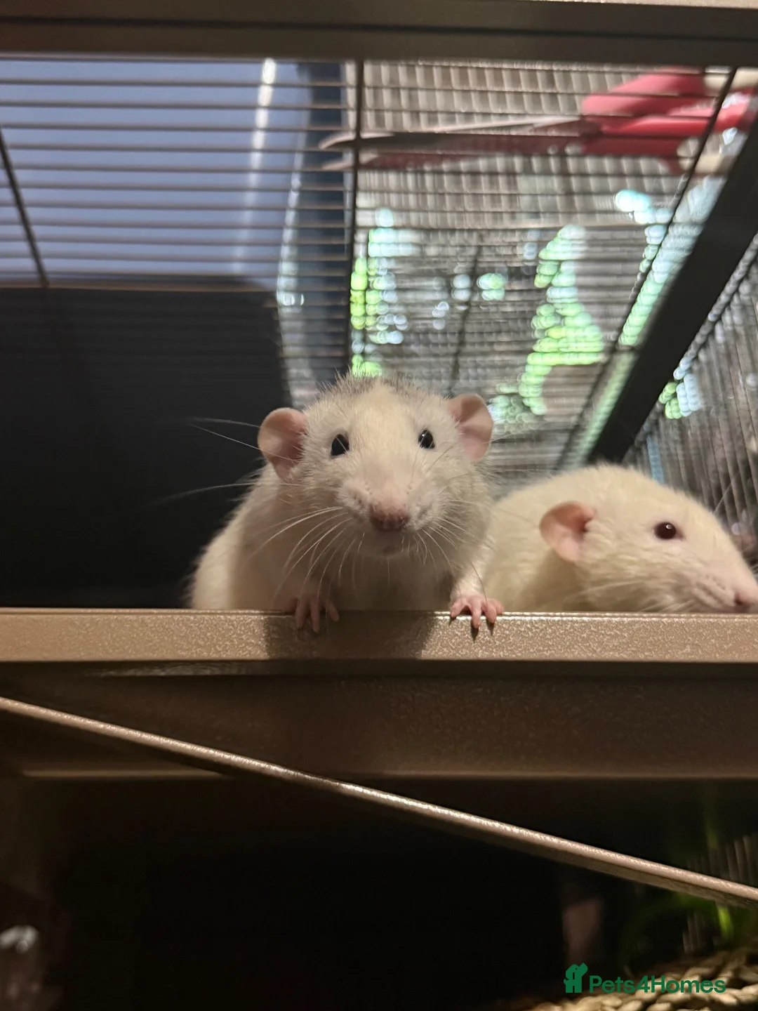 Rat rodents for sale: 3 Male Rats - Advert 1