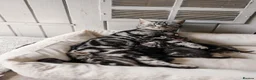 British Shorthair cats for sale: Gorgeous British shorthair tabby litter - Advert 34