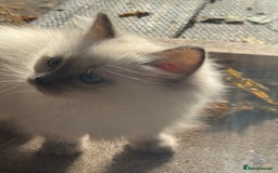 Ragdoll cats for sale: 🚨 Gorgeous, pedigree Ragdoll Puffballs! 🚨  - Image 13