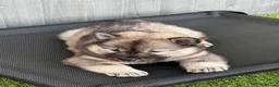 Eurasier dogs for sale: Eurasier Puppies - Kennel Club Registered  - Advert 21