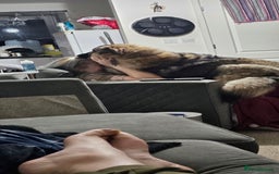 German Shepherd dogs for sale: ACE AND LUNA - Image 26