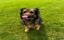 German Shepherd dogs for sale: Rehoming - Image 11