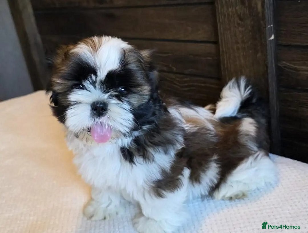Shih Tzu dogs for sale: Few shih tzu's - Image 6