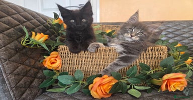 Maine Coon cats - Advert 7