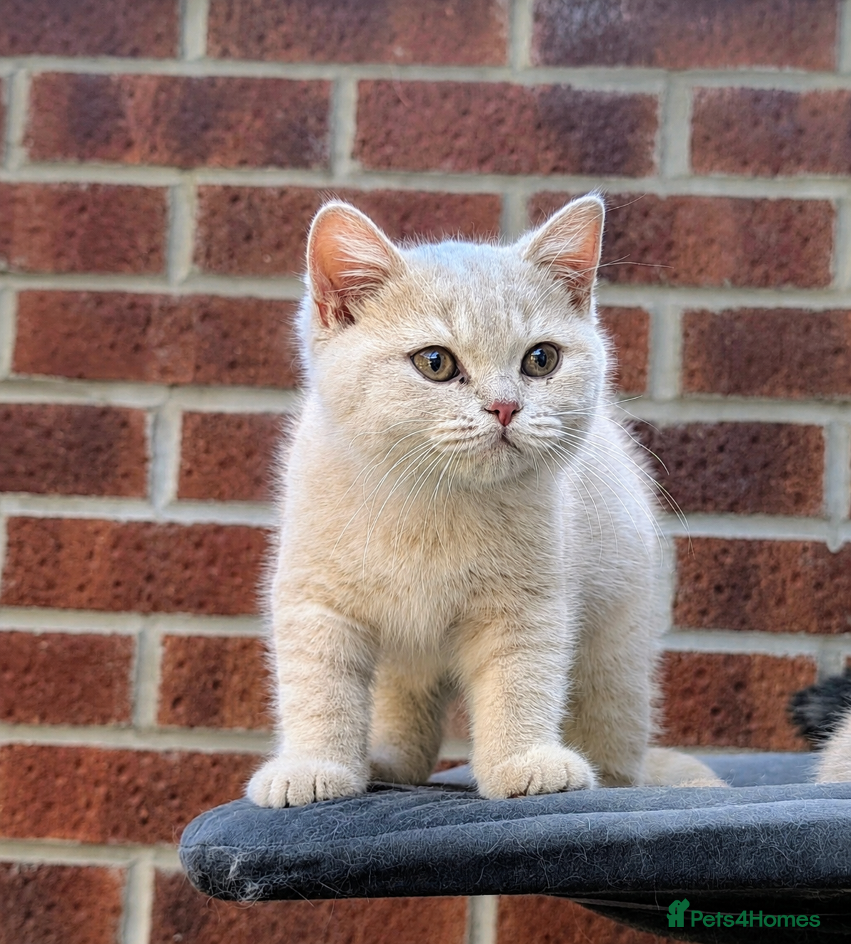 British Shorthair cats 💞Only One Cream Boy Bsh left💕💕 - Advert 18