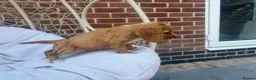 Cocker Spaniel dogs for sale: Working cocker spaniels - Advert 4