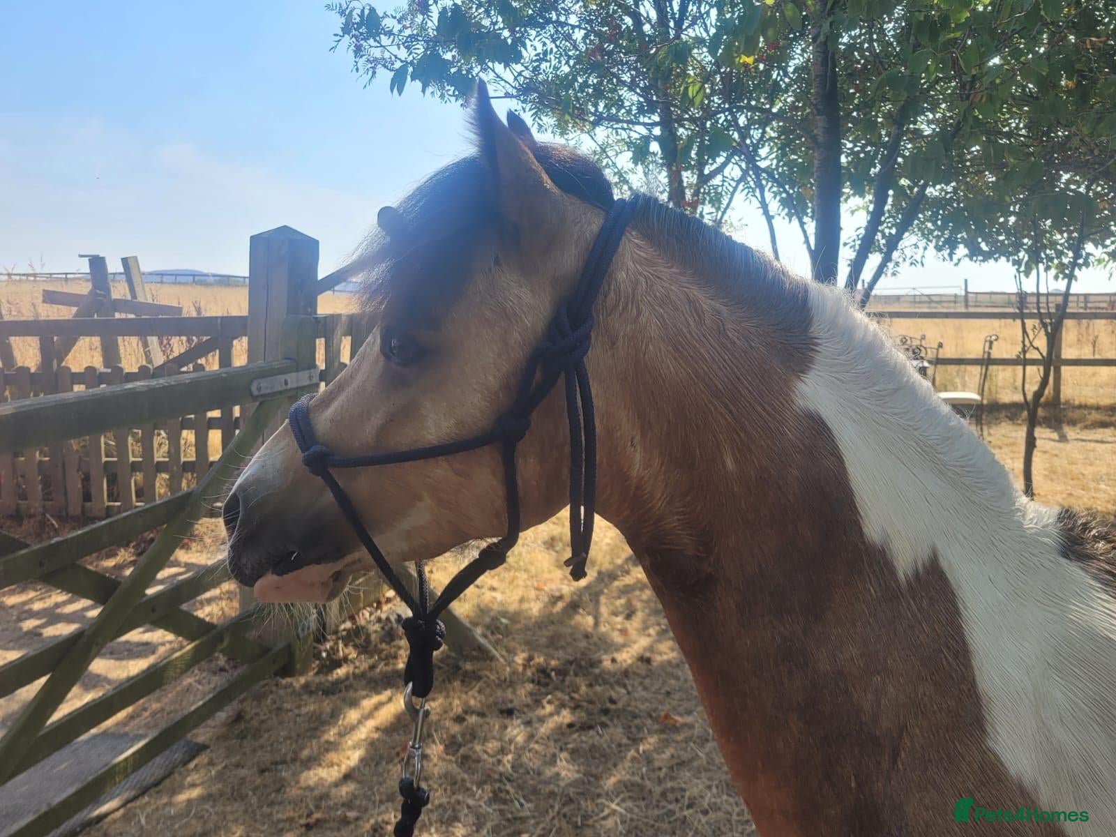 Welsh Section A horses BUCKSKIN AND WHITE 2 YRS 5 MNTHS COLT. - Advert 15