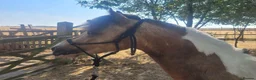 Welsh Section A horses for sale: BUCKSKIN AND WHITE 2 YRS 5 MNTHS COLT. - Advert 1
