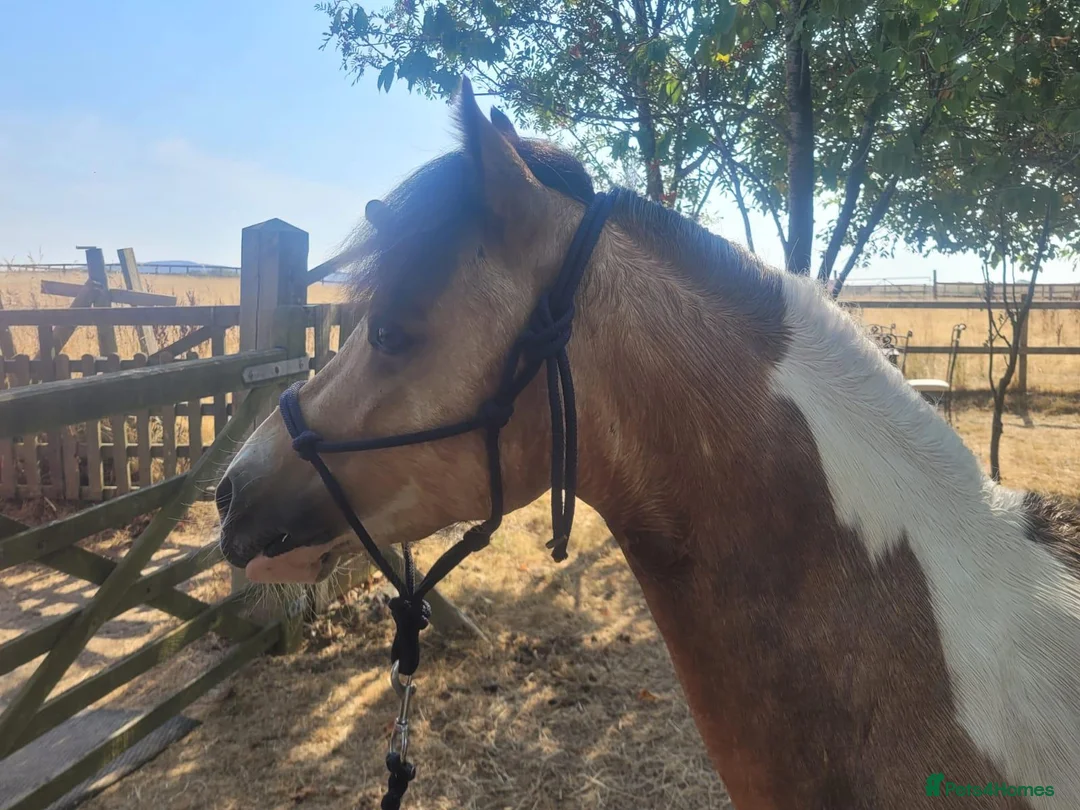 Welsh Section A horses for sale: BUCKSKIN AND WHITE 2 YRS 5 MNTHS COLT. - Advert 1