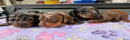 Miniature Dachshund dogs for sale: Stunning KC registered minature Dachshund - Advert 5