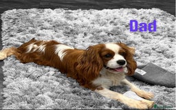 Cavalier King Charles Spaniel dogs for sale: 💫 DNA CLEAR CAVALIER KING CHARLES PUPPIES 💫  - Image 13