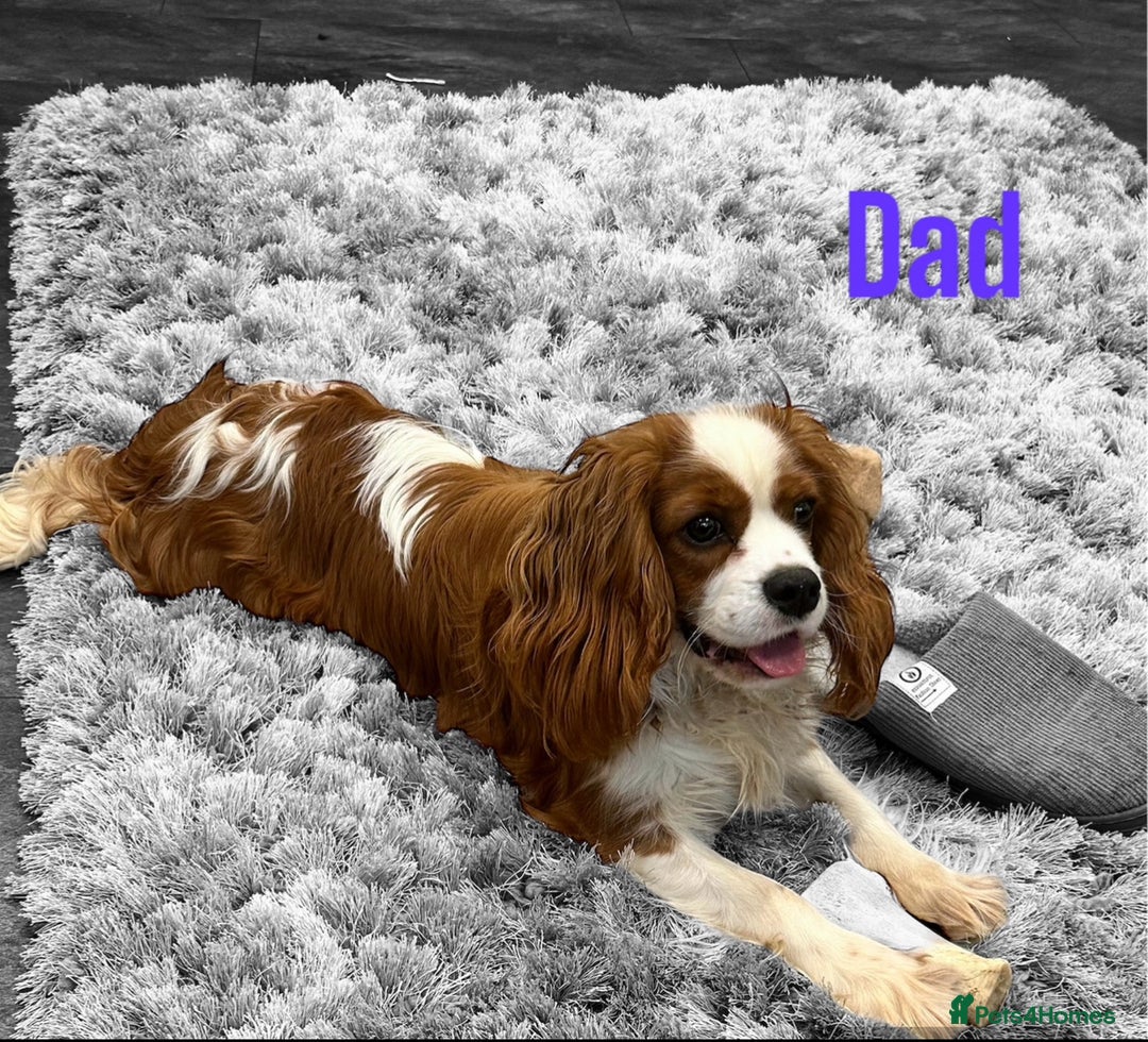 Cavalier King Charles Spaniel dogs for sale: 💫 DNA CLEAR CAVALIER KING CHARLES PUPPIES 💫  - Image 13