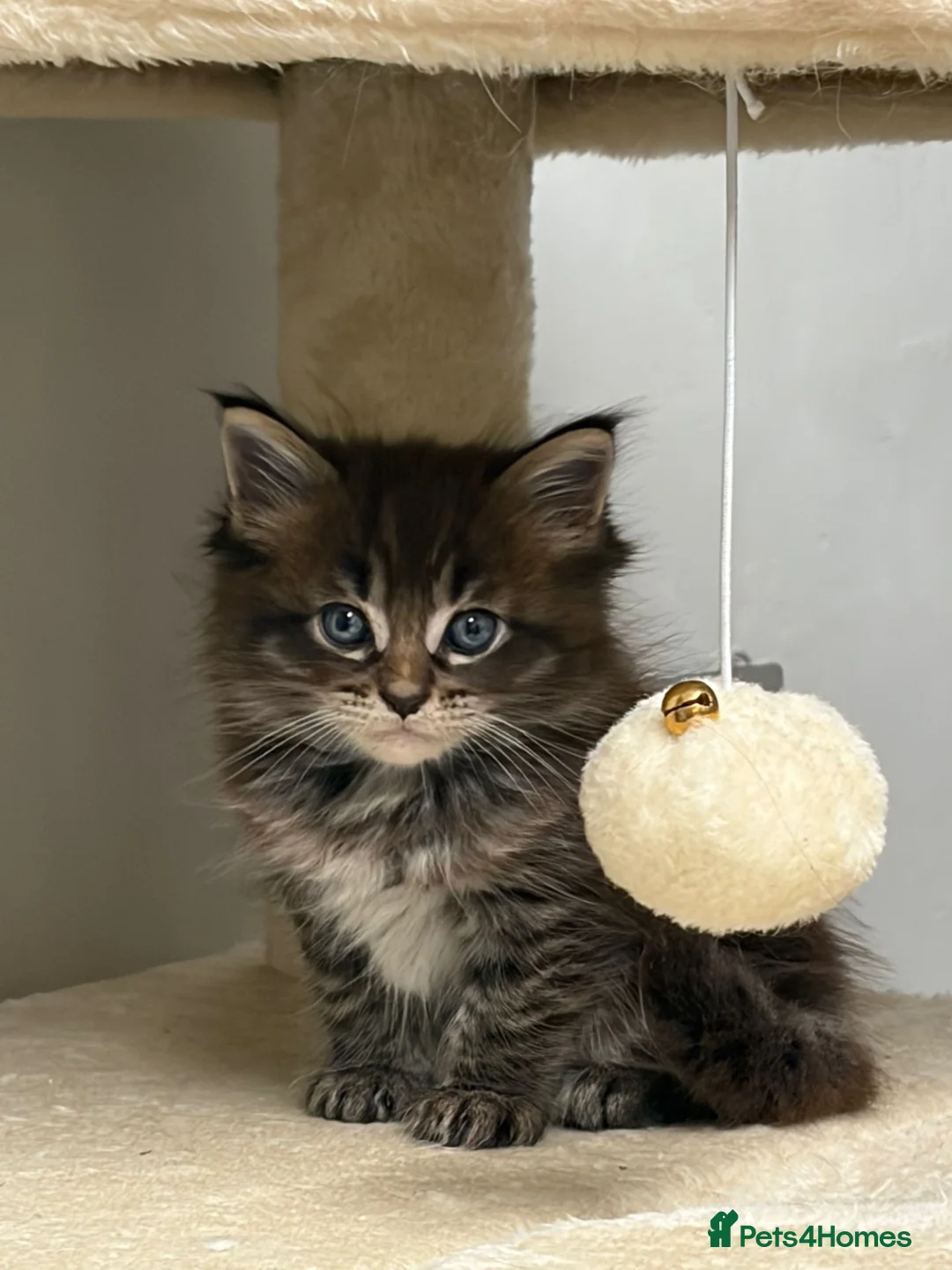 Maine Coon cats for sale: Maine coon boys and girls available now  - Advert 6