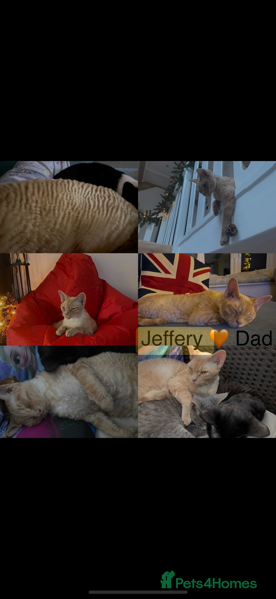Devon Rex cats for sale: 1 girl left. Stunning Devon Rex GCCF kittens  - Image 37
