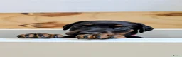 Dobermann dogs for sale: KC registered litter of 5 Dobermann puppies - Advert 13
