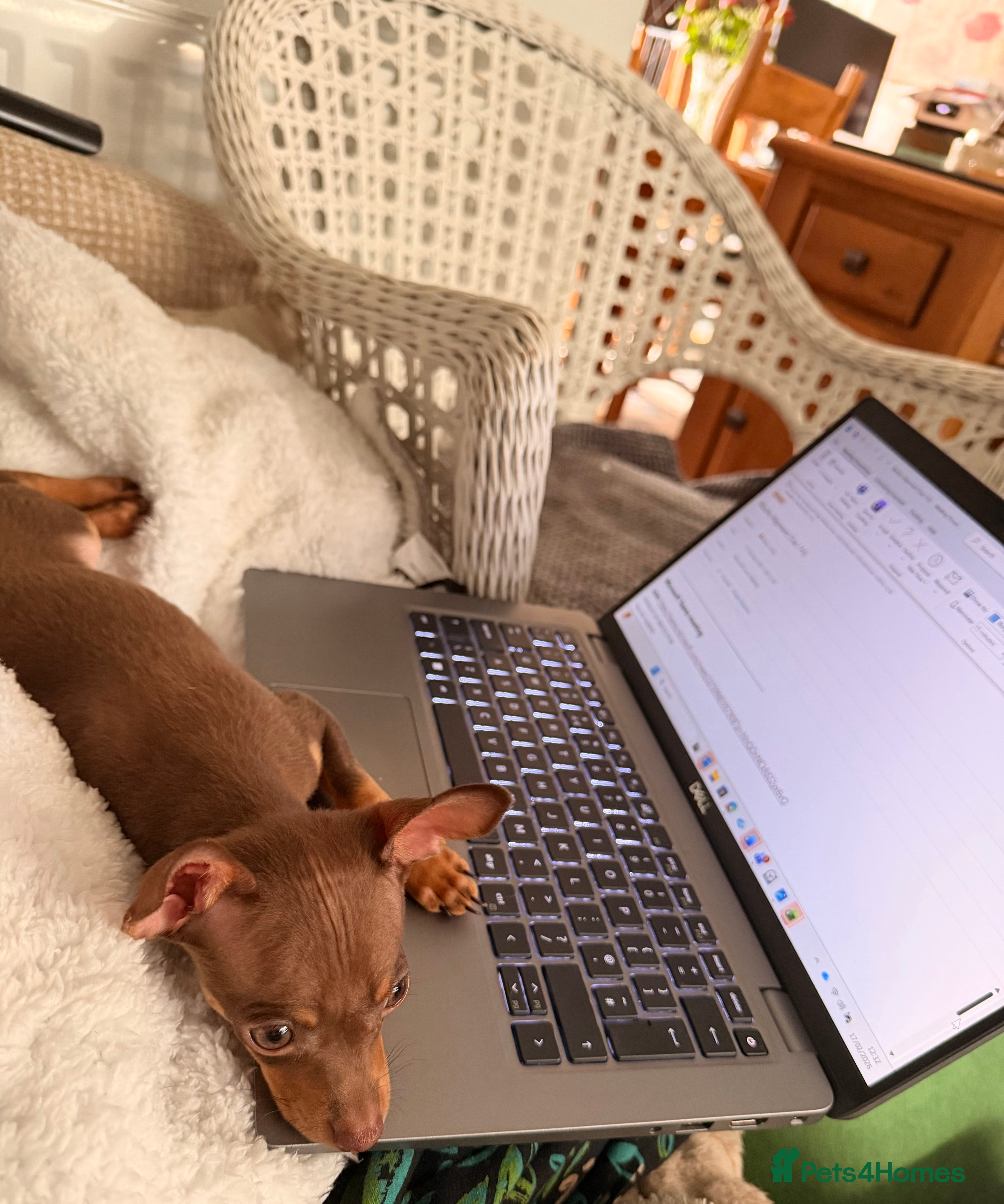 Russian Toy Terrier dogs Looking for working buddies  - Advert 2