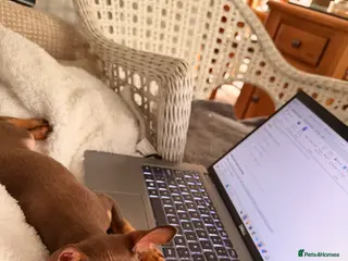 Russian Toy Terrier dogs Looking for working buddies - Advert 2