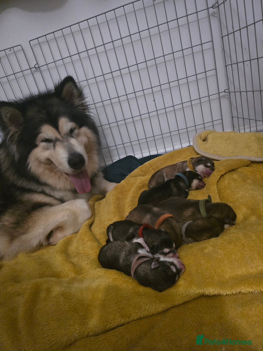 Alaskan Malamute dogs for sale: Alaskan malamute puppies for sale - Image 8