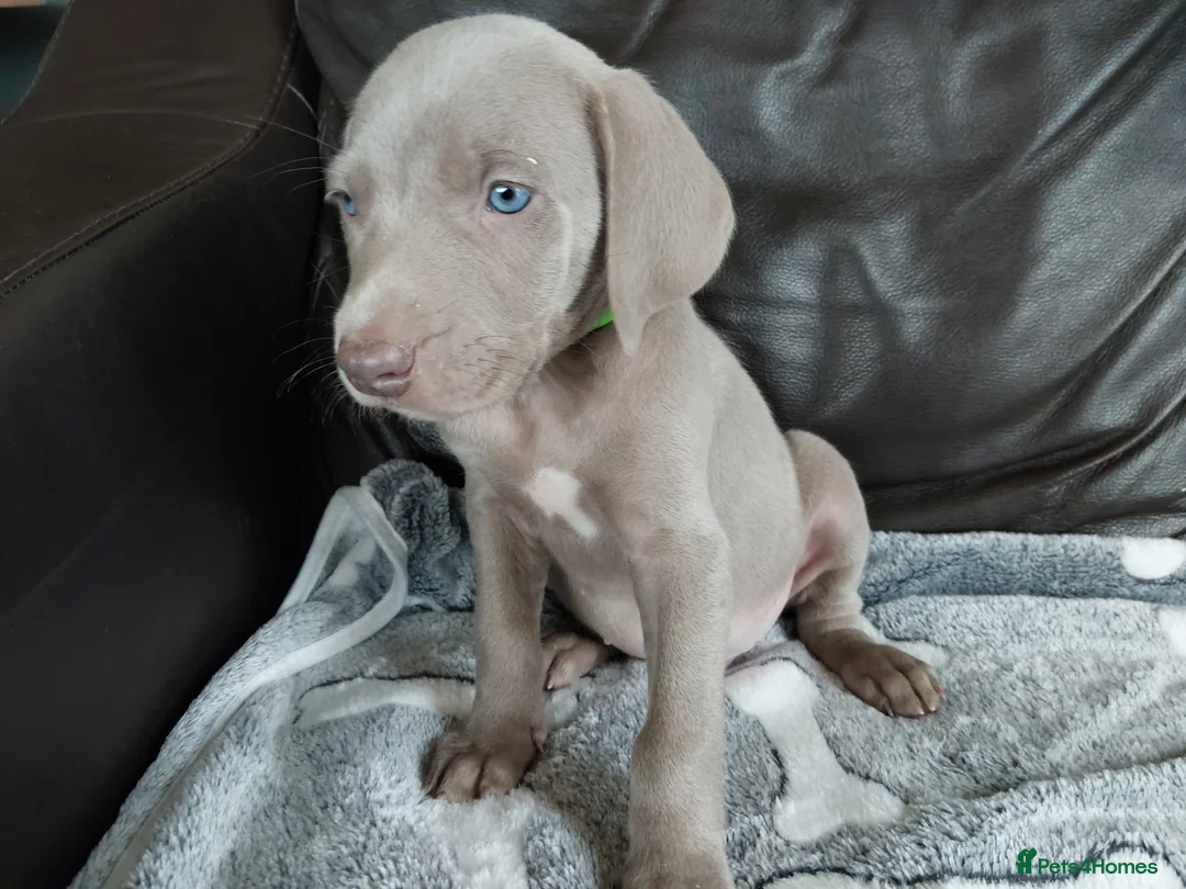 Weimaraner dogs for sale: Weimaraner puppies near Glasgow  - Advert 4