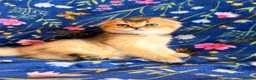Scottish Fold cats for sale: Pedigree Scottish fold kittens - Advert 10