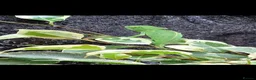 Chameleon reptiles for sale: Female Velied Chameleon  - Advert 3