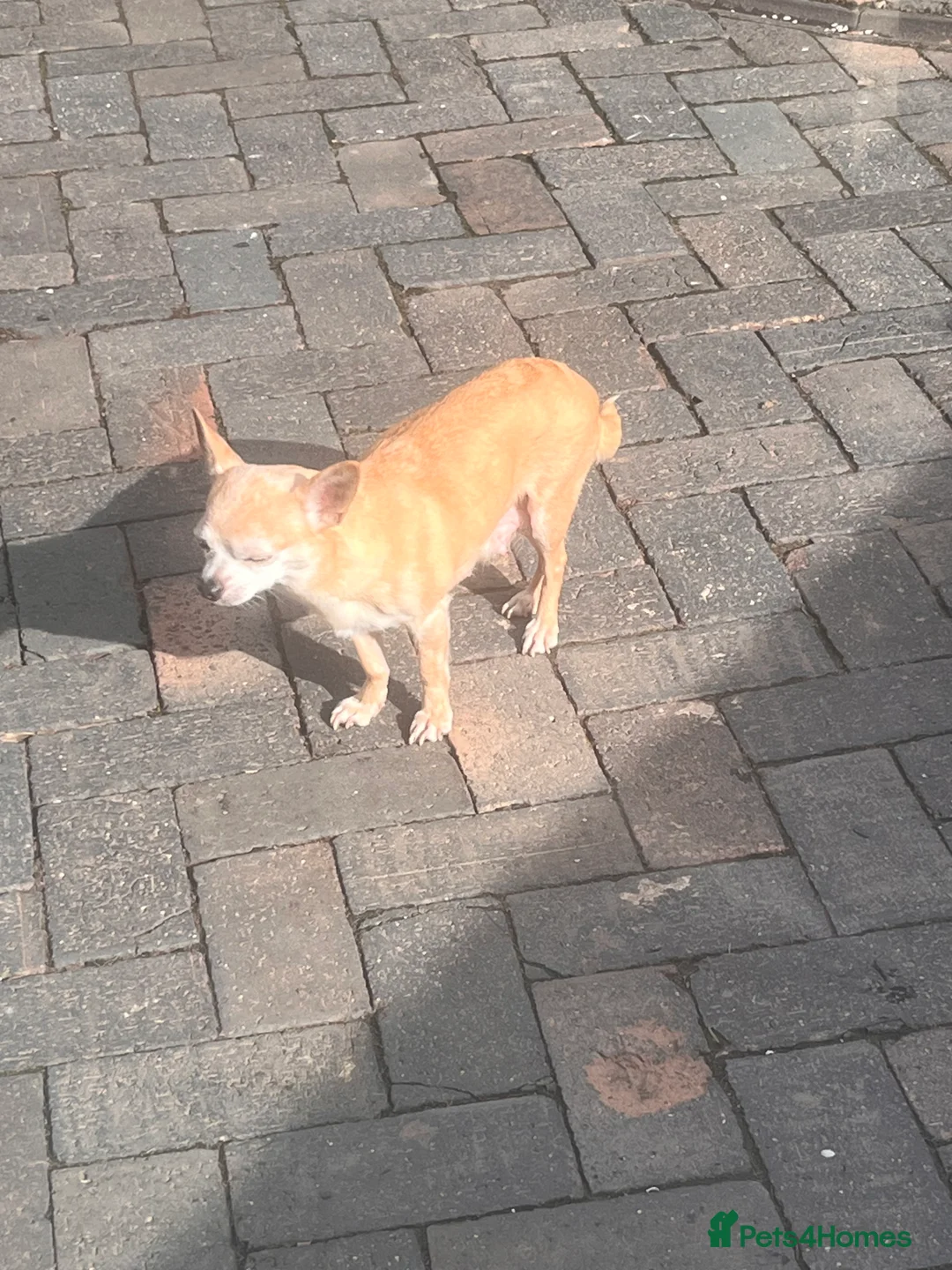 Chug dogs for sale: Boy chug in Shrewsbury - Advert 2