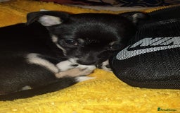 Mixed Breed dogs for sale: Shihtzu cross chihuahuas puppies (ready to leave) - Image 8