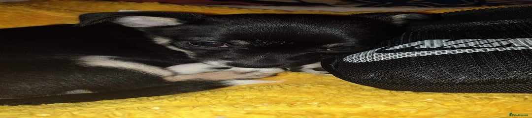 Mixed Breed Puppy 3