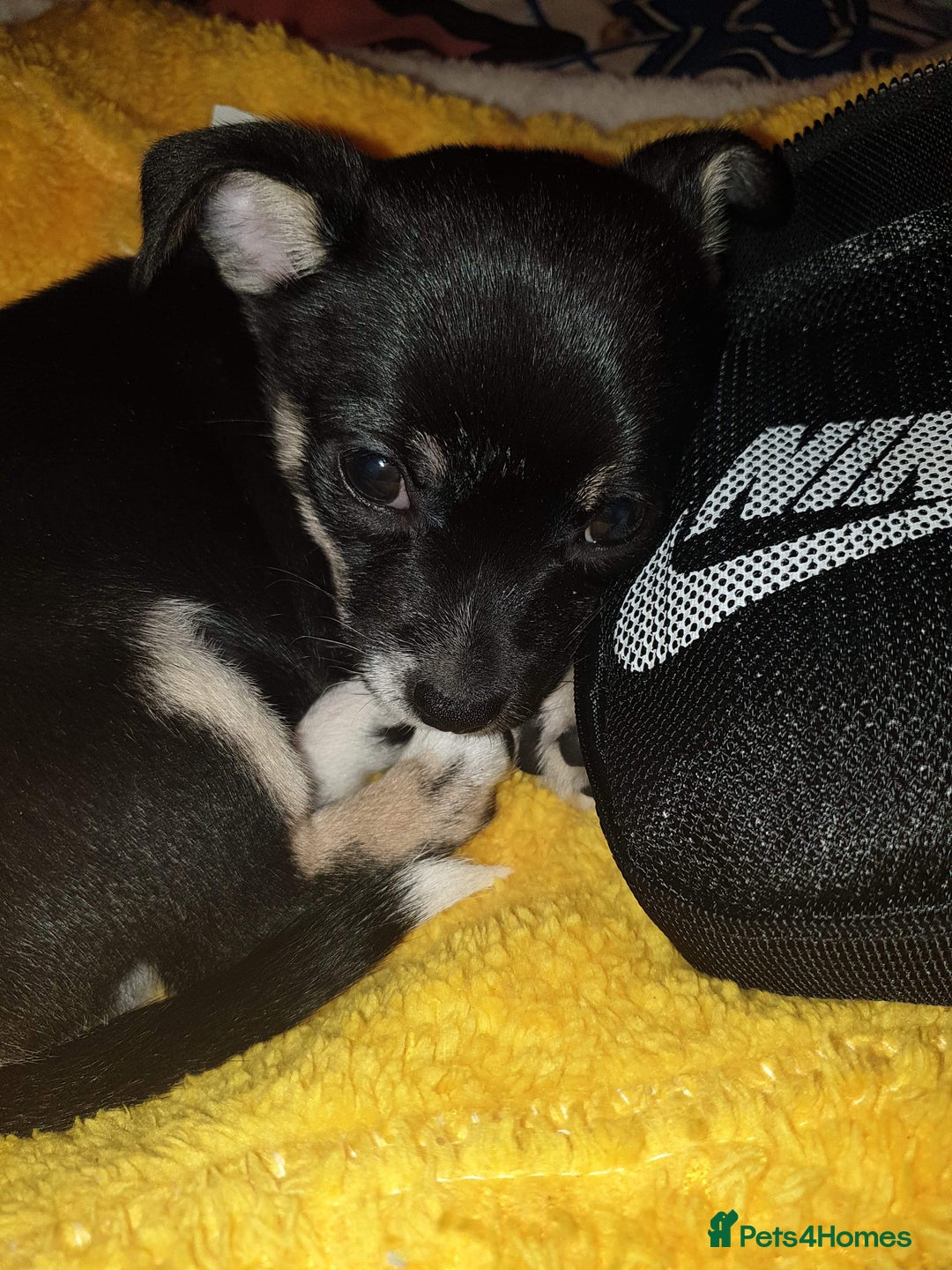 Mixed Breed dogs for sale: Shihtzu cross chihuahuas puppies (ready to leave) - Image 8